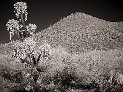Desert Scene Tucson, AZ  Dave Hickey
